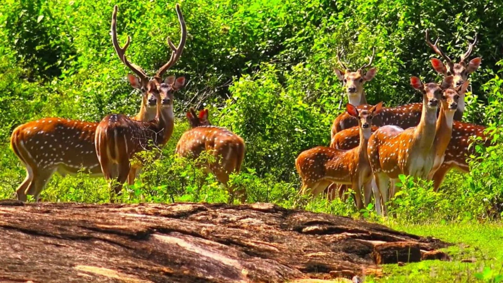 The Gentle Giants of Udawalawe – 10 Top-Rated Tourist Attractions in Sri Lanka (2025 Guide)