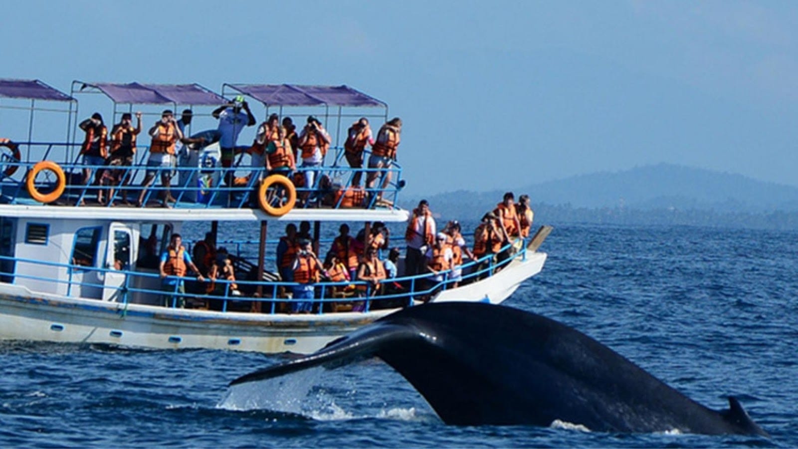 Your Morning Will Start Like This – Blue Whale Watching in Mirissa
