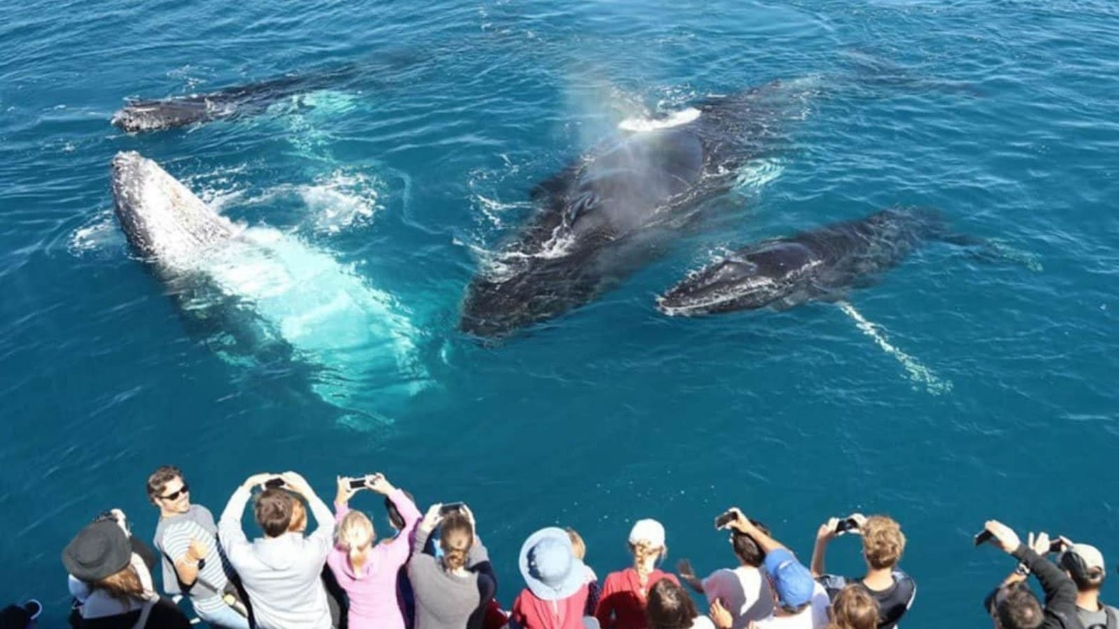 The Responsibility That Comes With Wonder – Blue Whale Watching in Mirissa
