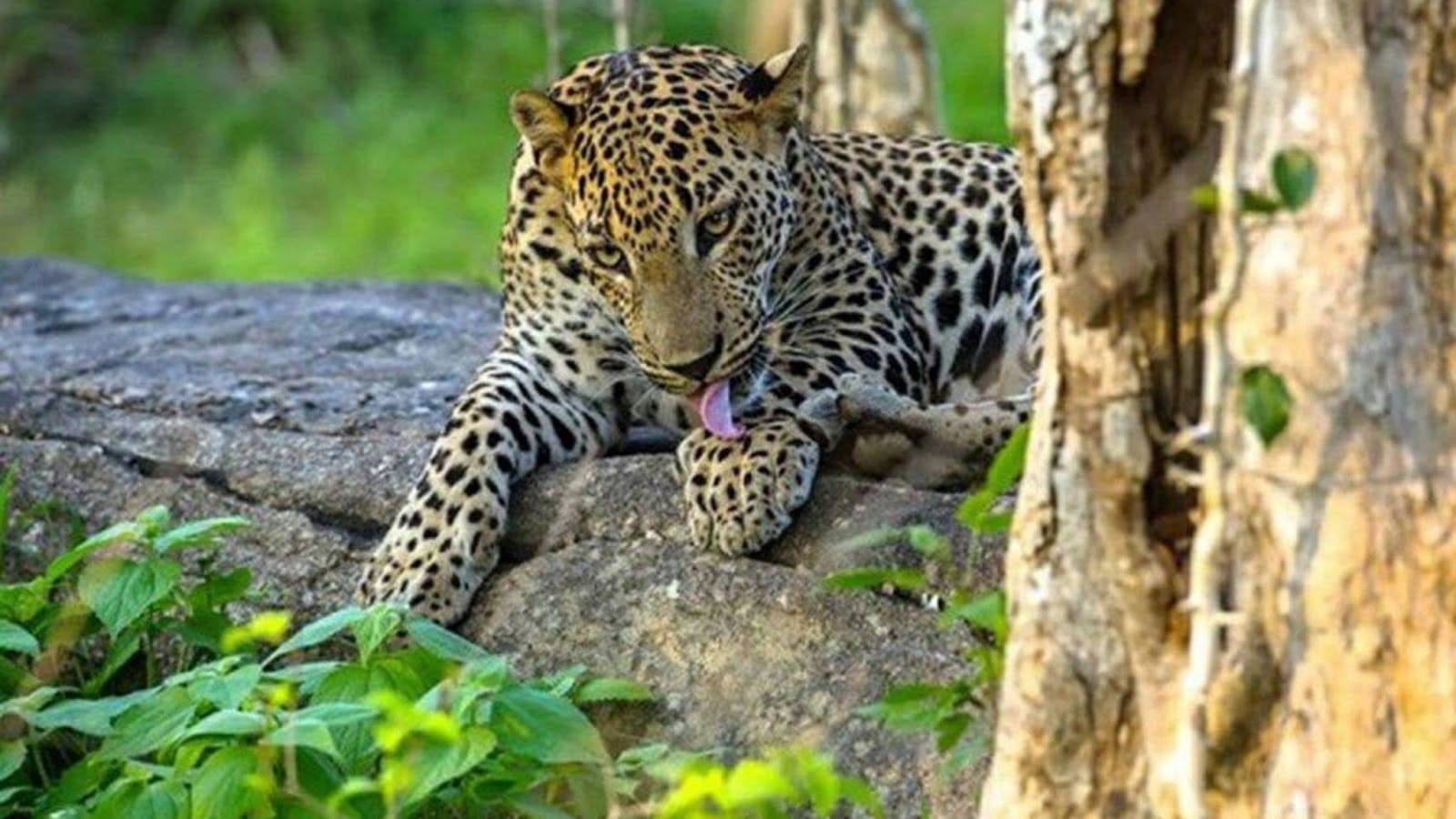 Le paradis du chasseur de léopards – Parc national de Yala vs Udawalawe
