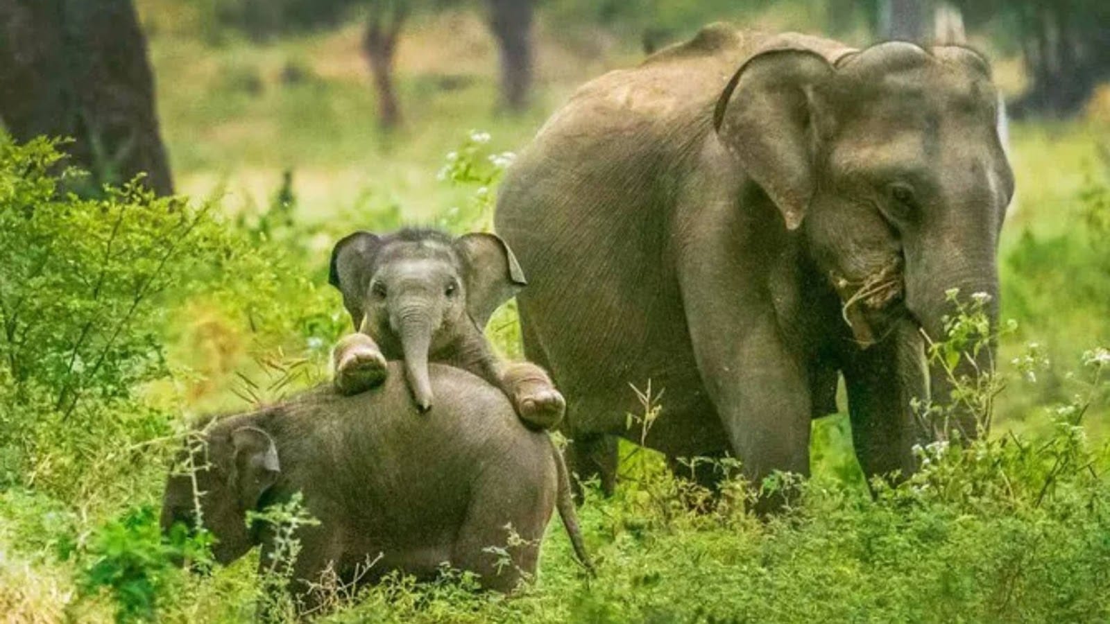 The Time Investment Truth – Yala vs Udawalawe National Park