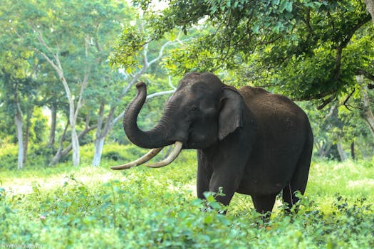 Wild Asian elephant in natural habitat - Sri Lanka wildlife