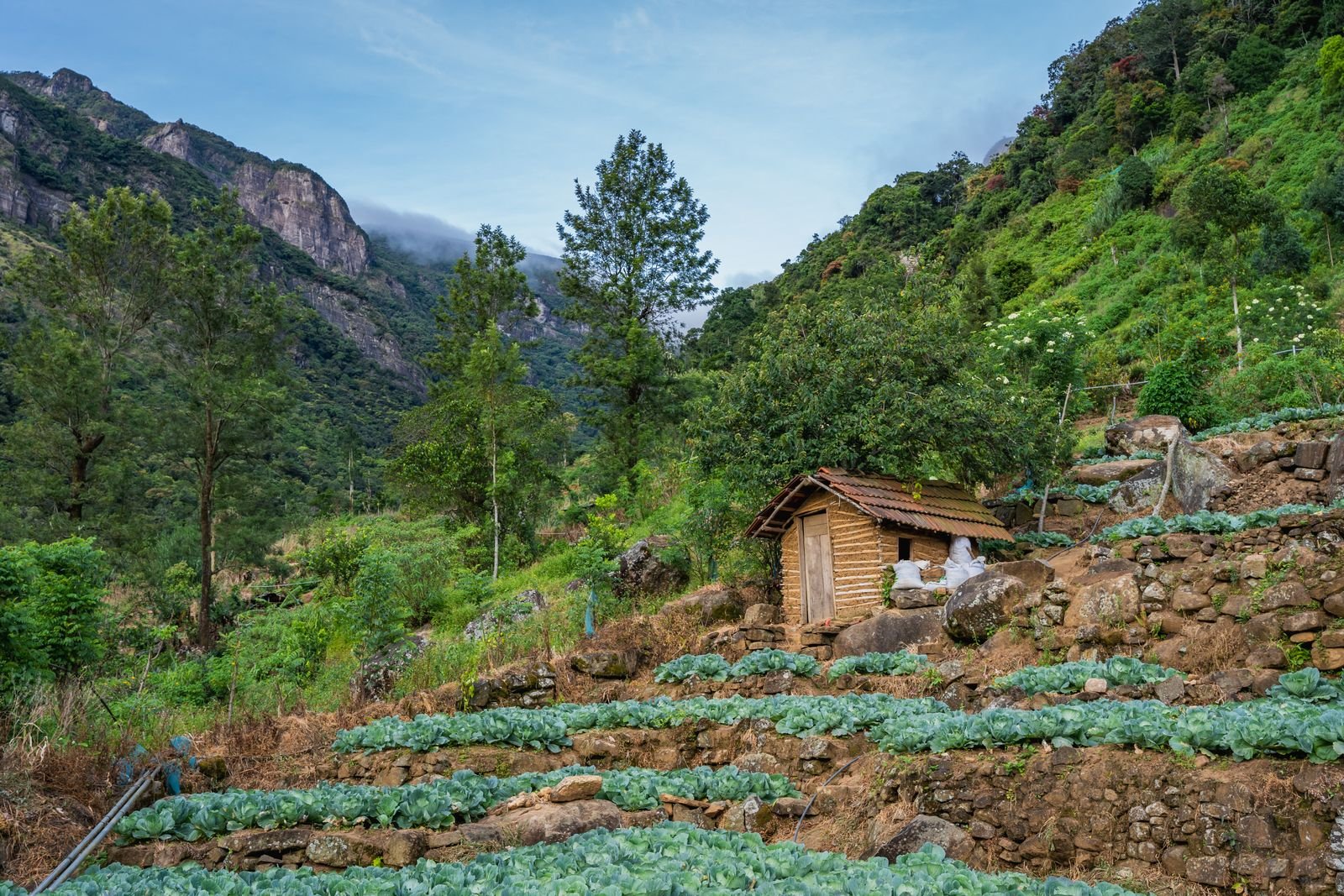 Rustic wooden cabin among terraced fields in the hills at Mandaramnuwara