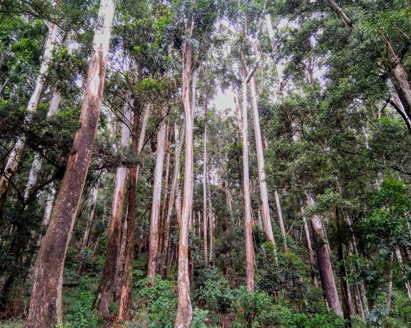 Tall trees in the Sinharaja rainforest