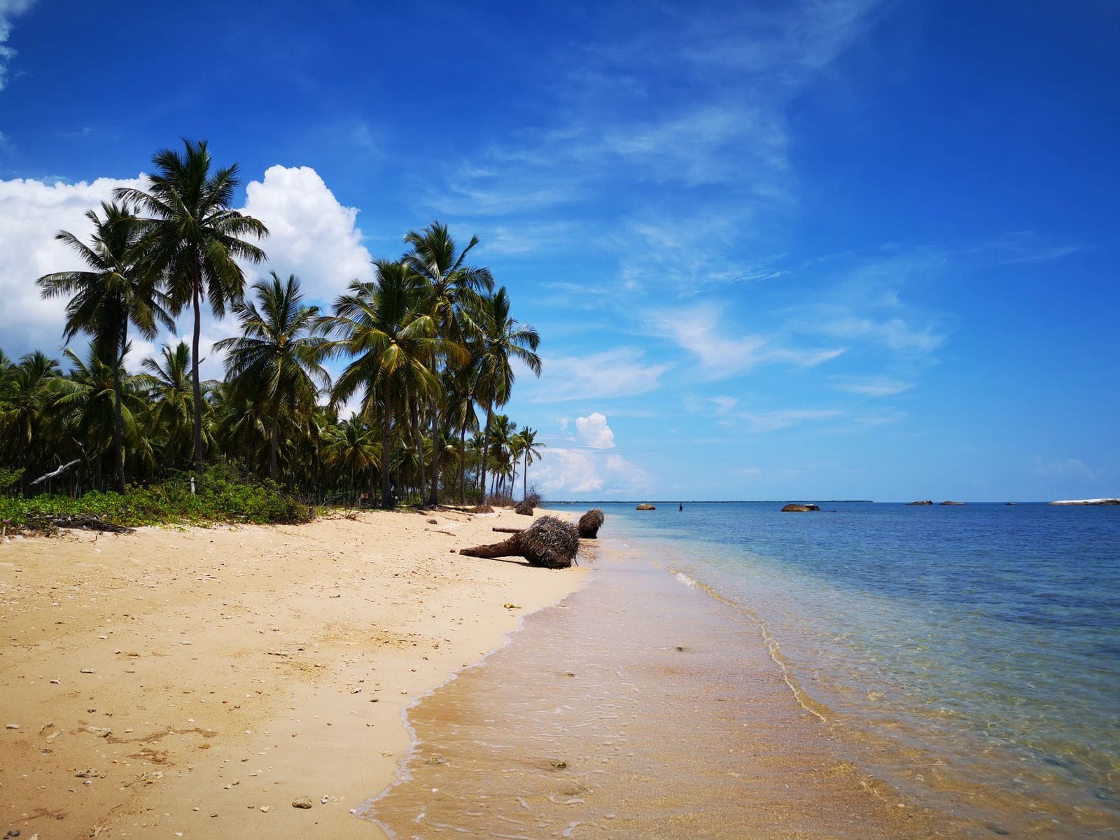 Palm trees and calm blue sea on Kalkudah beach, eastern Sri Lanka