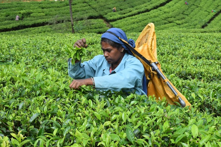 Woman harvesting tea leaves in lush green fields of Nuwara Eliya, Sri Lanka. Captured outdoors in a vibrant daytime setting.