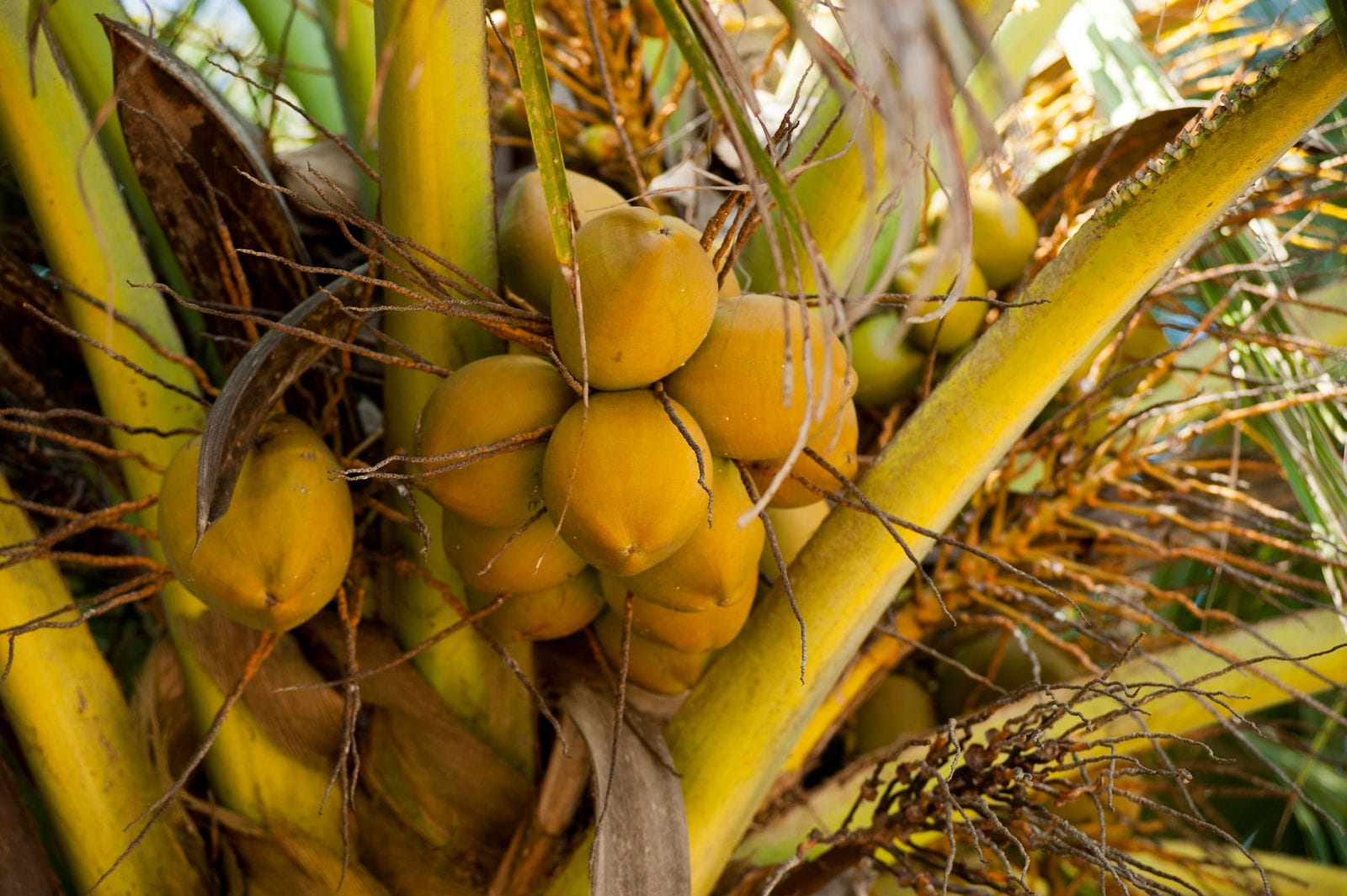 King coconuts on the palm
