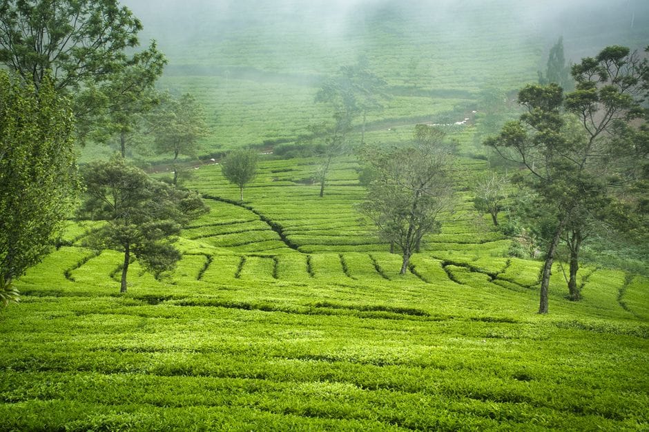 A vibrant green tea plantation amidst misty surroundings and lush trees.