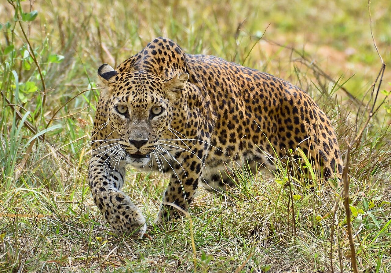 The Sri Lankan leopard (Panthera pardus kotiya) at Wilpattu National Park. The Sri Lankan leopard (Panthera pardus kotiy