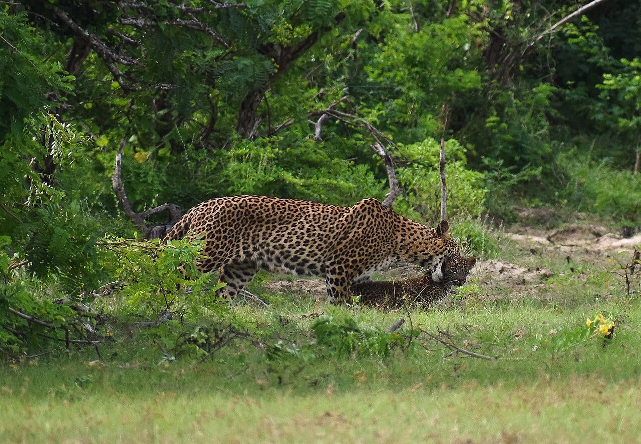 Mother leopardess carrying her 1 month old cub in her mouth. It is one of the rarest sightings ever that you could encou