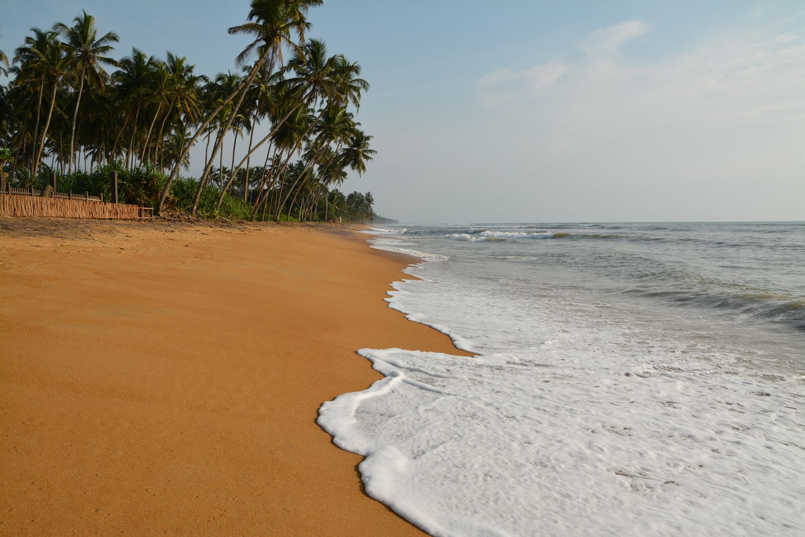Serene tropical beach with palm trees and gentle waves on a sunny day.