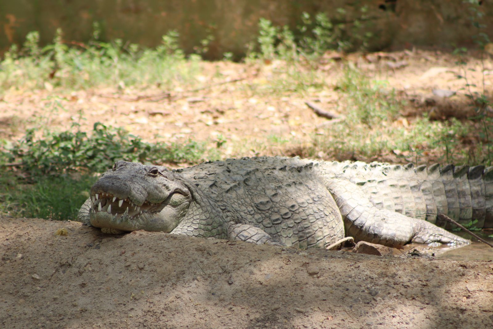 Un crocodile mugger reposant sur de la boue ensoleillée dans son habitat naturel.