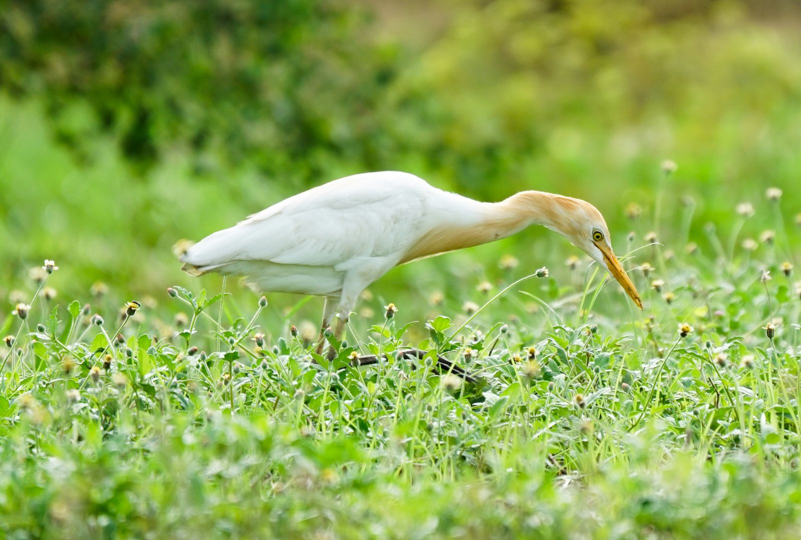 A cattle egret searching for food among the lush green grass in Hambantota, Sri Lanka.