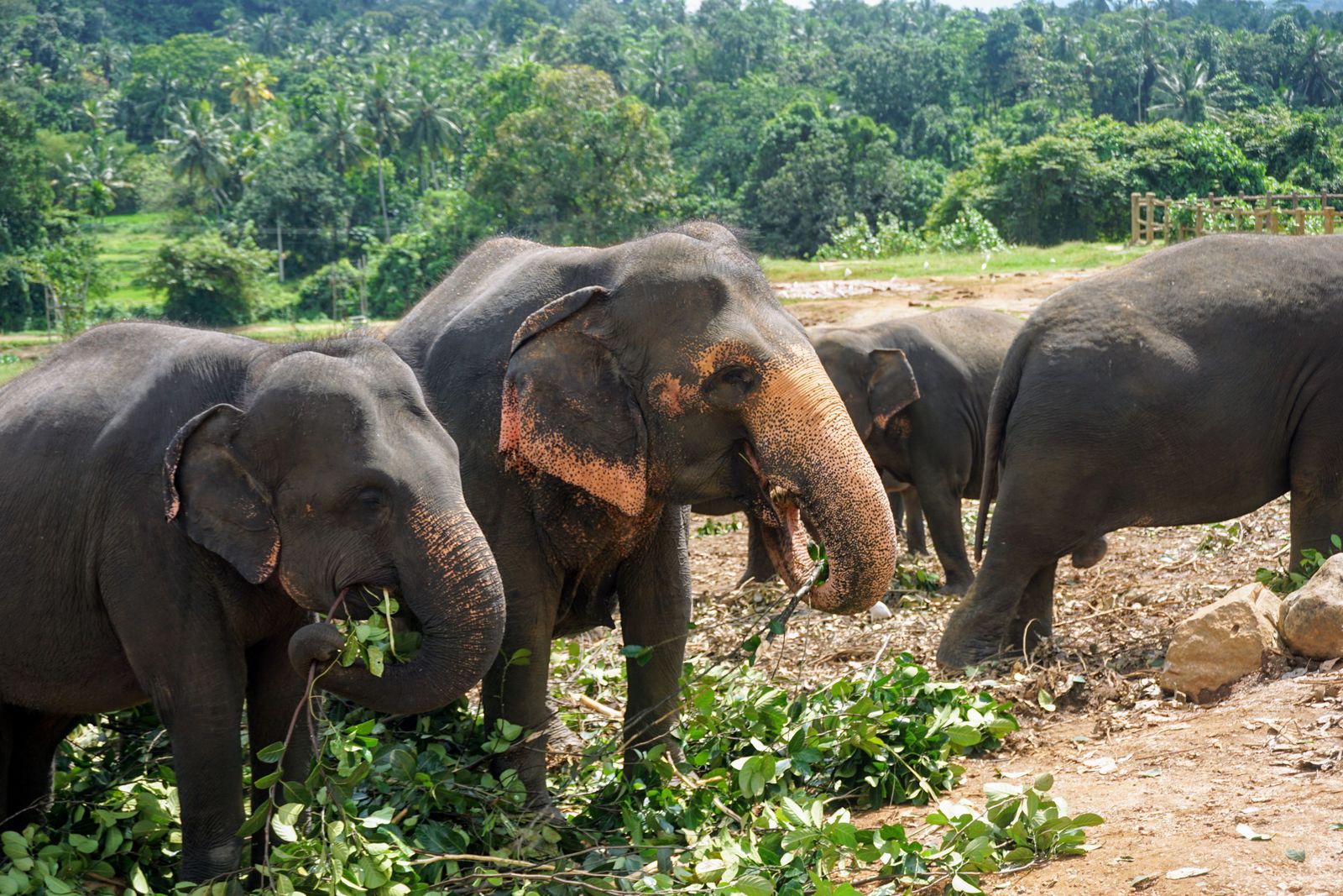 Peaceful Asian elephants eating leaves in the lush greenery of Sri Lanka's jungle.