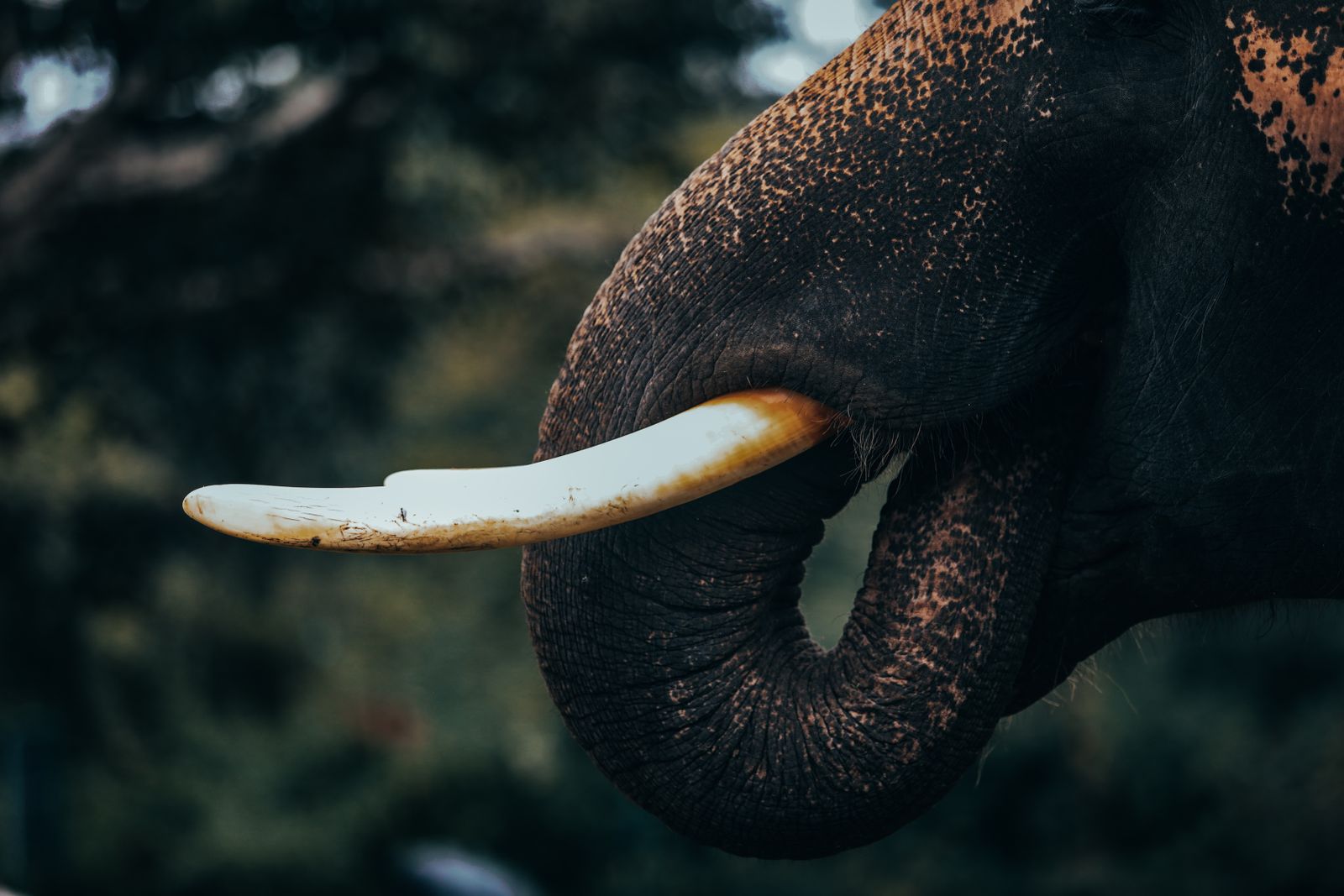 Detailed close-up of an elephant's tusk and trunk against a natural background.