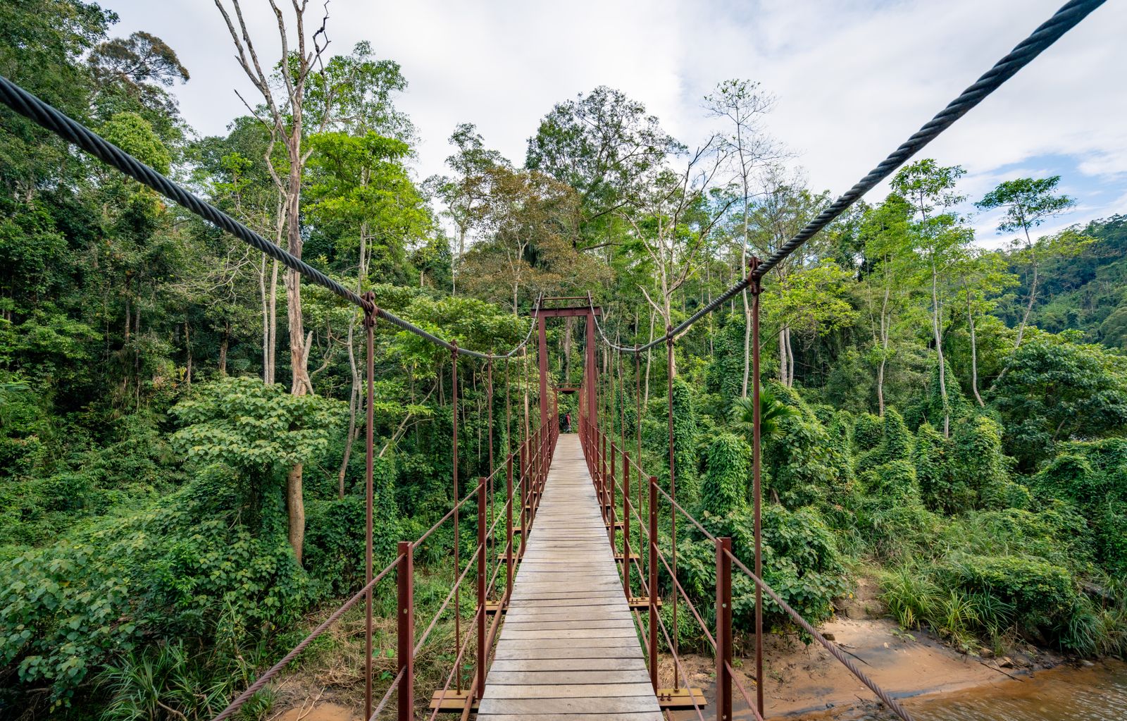 Suspension bridge in vibrant tropical forest — wildlife and nature near Ratnapura