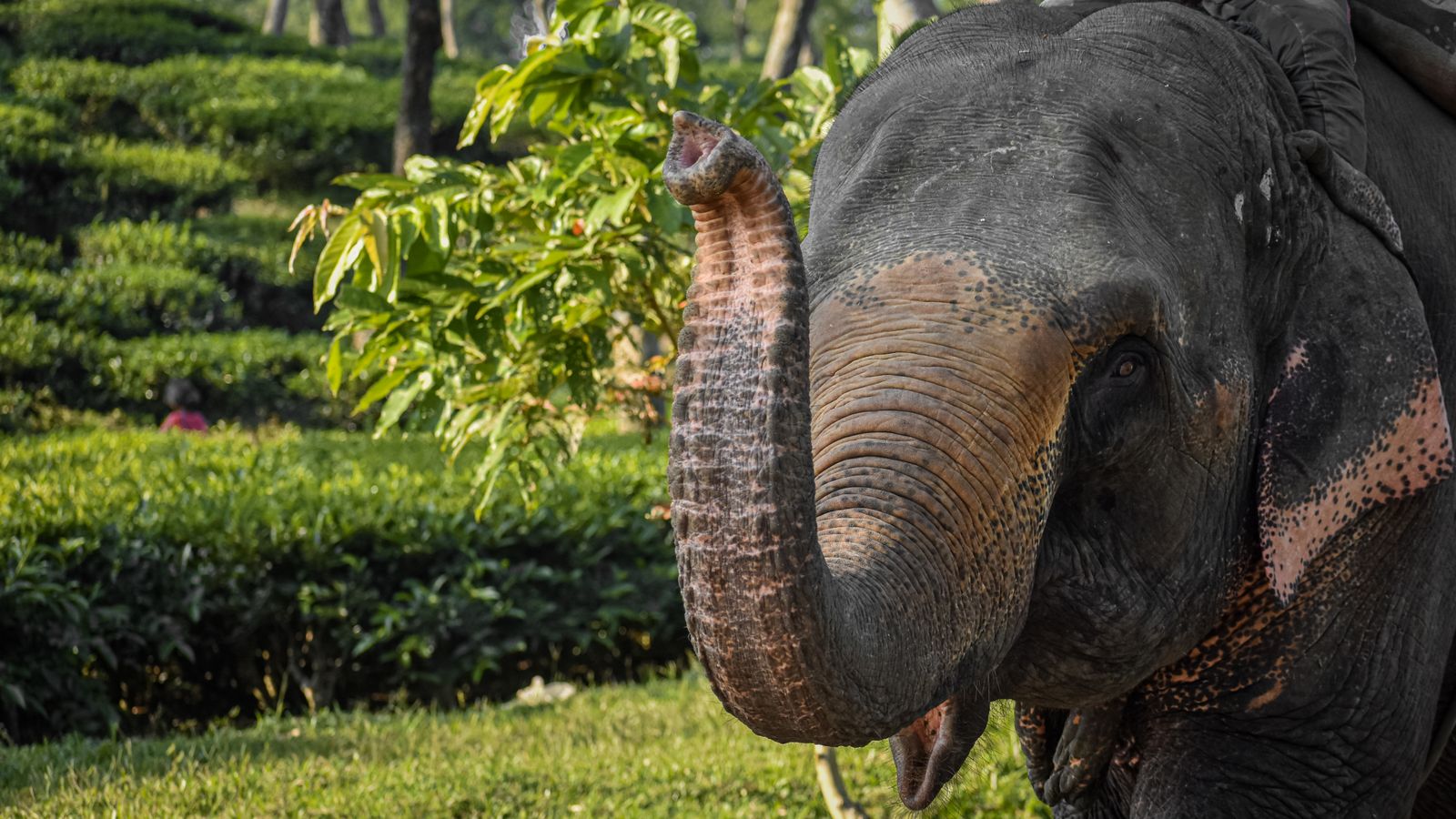 An Asian elephant raising its trunk in a vibrant, green, natural setting.
