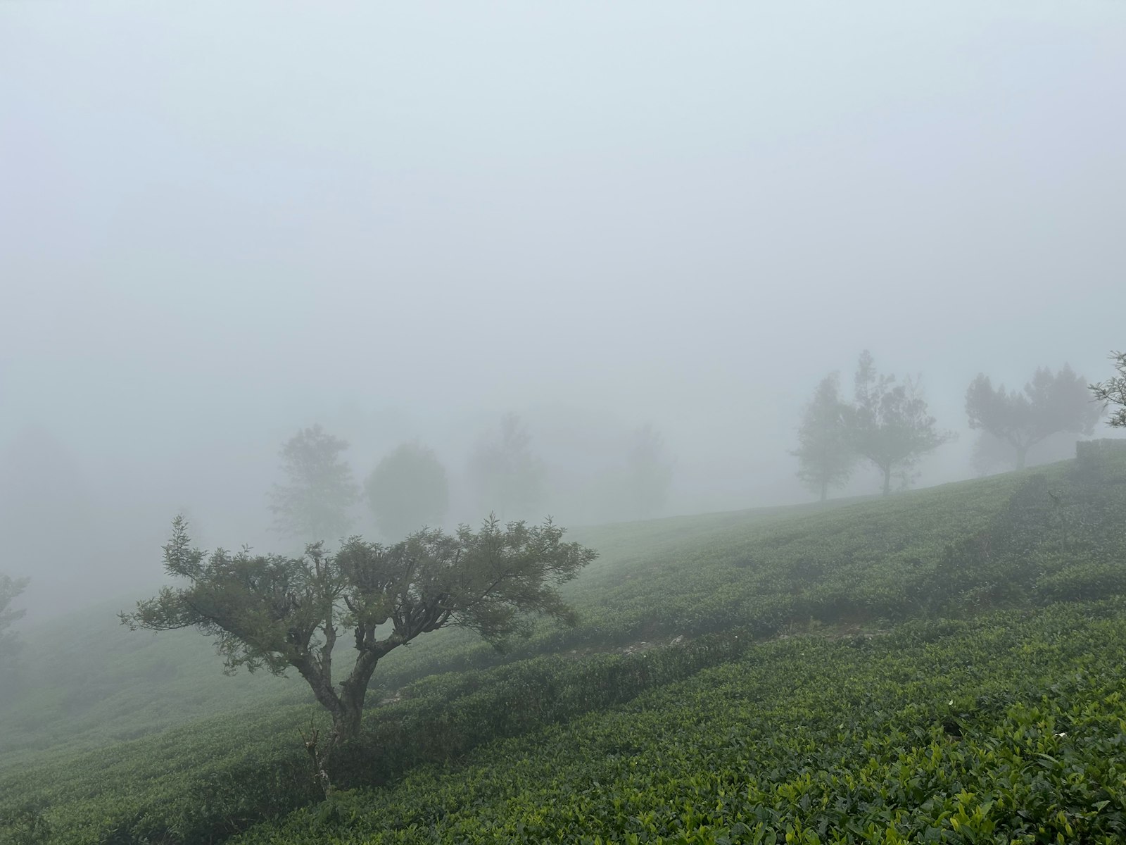 a foggy hillside with trees and bushes in the foreground