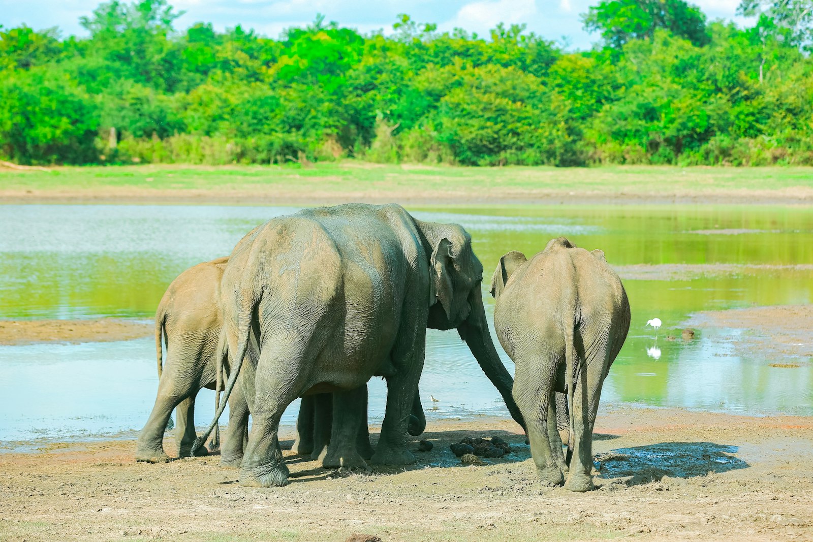 A herd of elephants standing next to a body of water